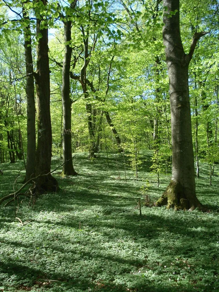 Klicka för att förstora