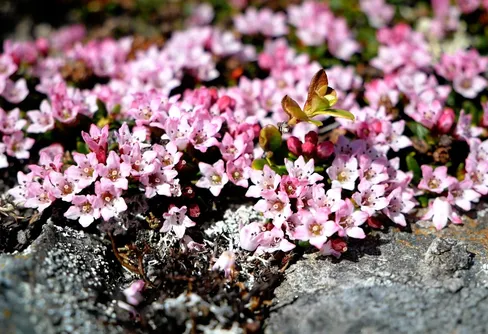 Tidig fjällvandring