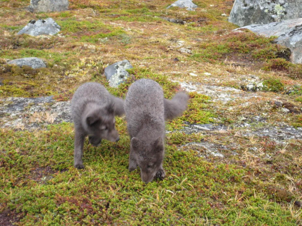 Klicka för att förstora