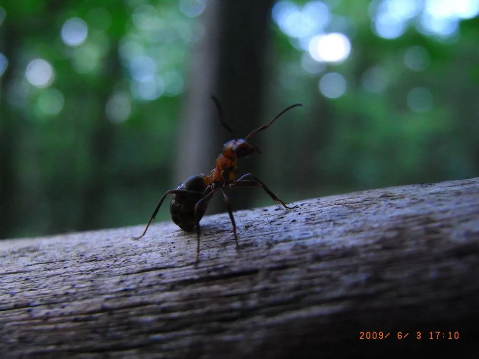 Klicka för att förstora