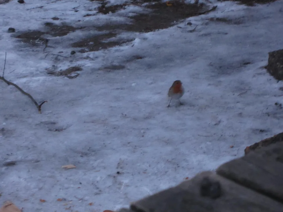 Klicka för att förstora