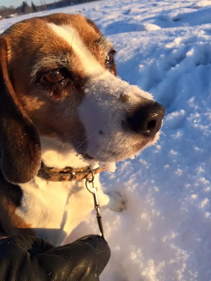 Klicka för att förstora