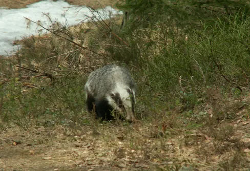 En grävling kom lufsande