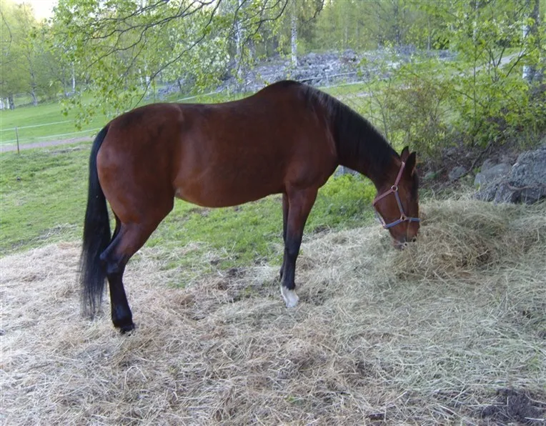 Klicka för att förstora
