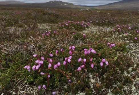 Superlätt fjällflora