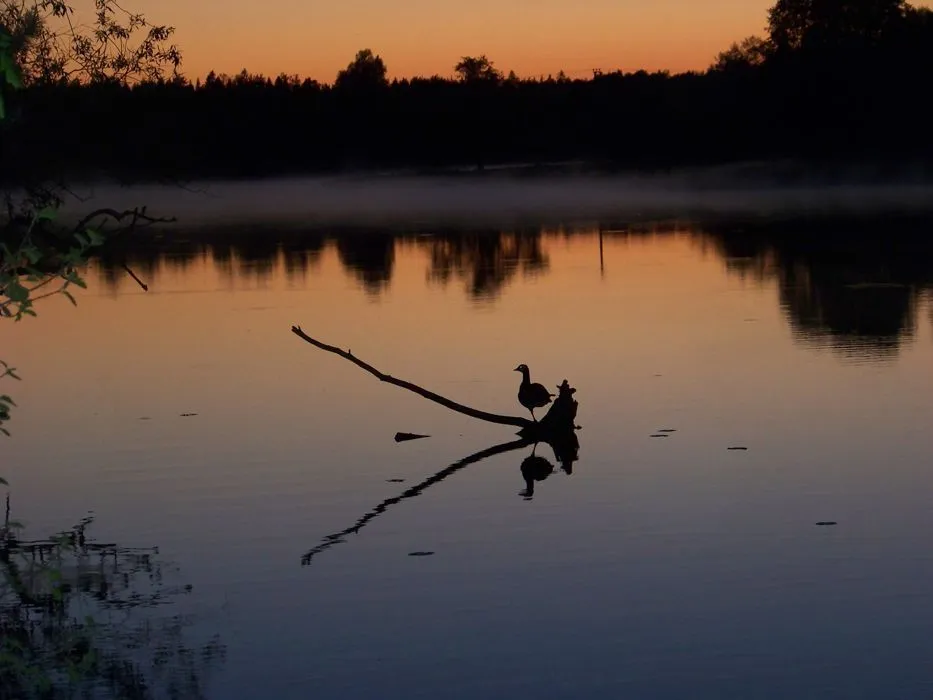 Klicka för att förstora