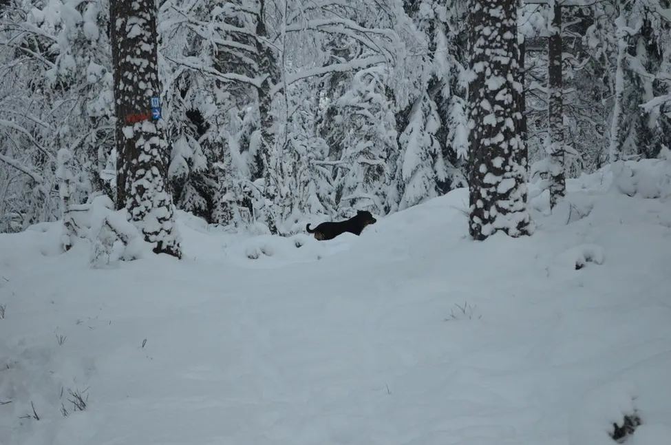 Klicka för att förstora