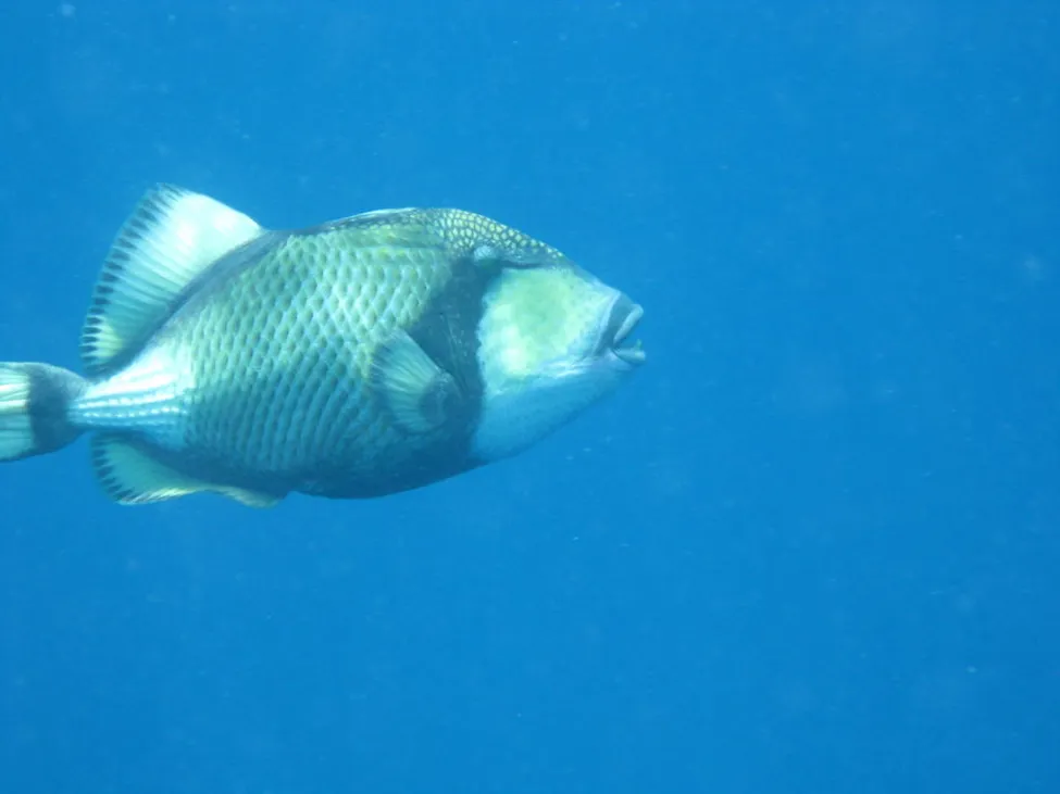 Klicka för att förstora