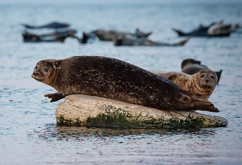 Elever blir guider på naturum Ottenby