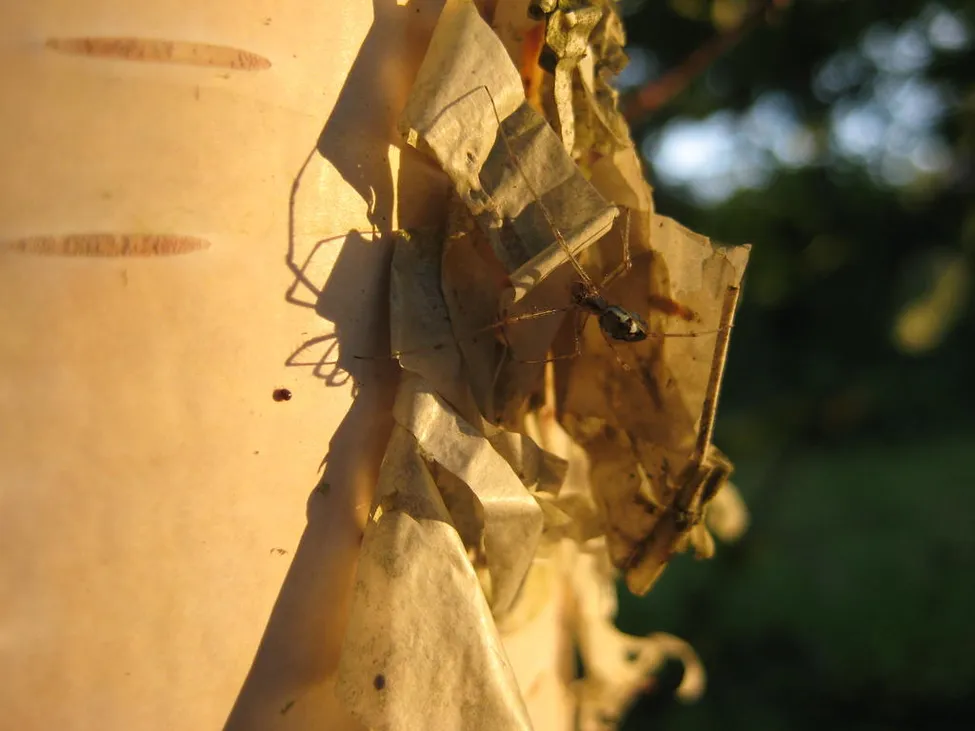 Klicka för att förstora