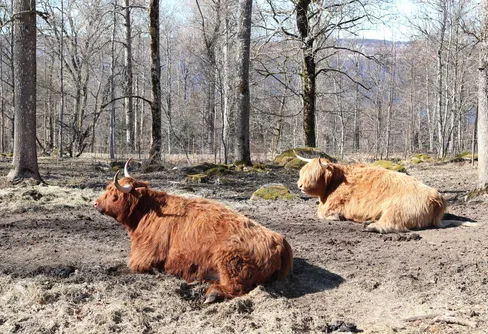 Angsjöleden på gångavstånd