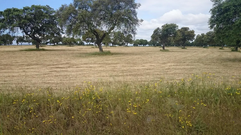 Klicka för att förstora
