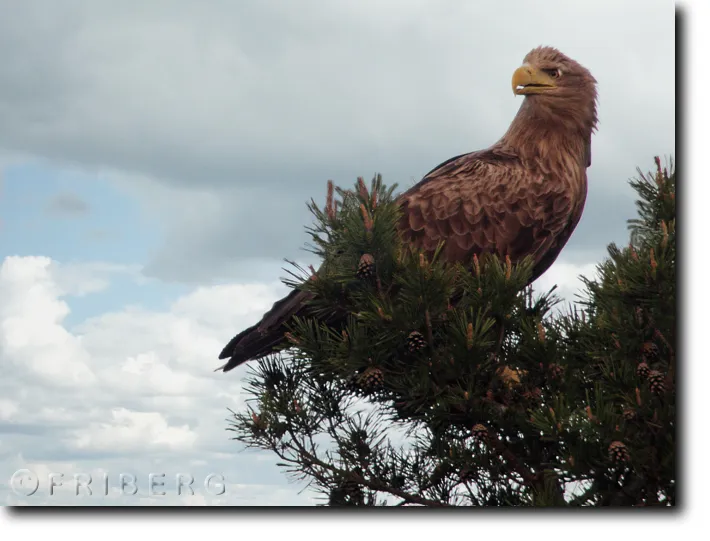 Klicka för att förstora