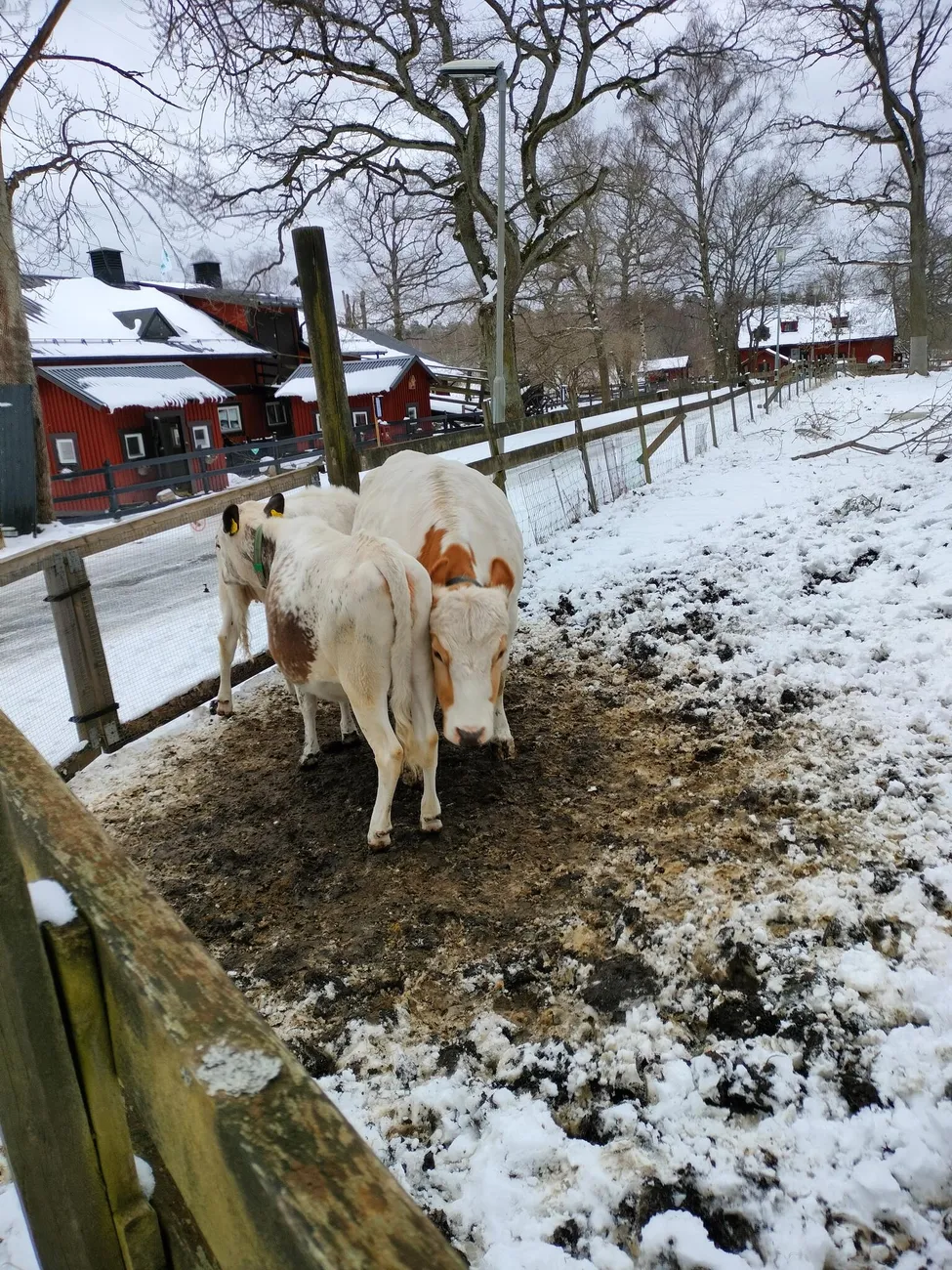 Klicka för att förstora