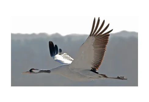 Första tranan har landat vid Trandansen