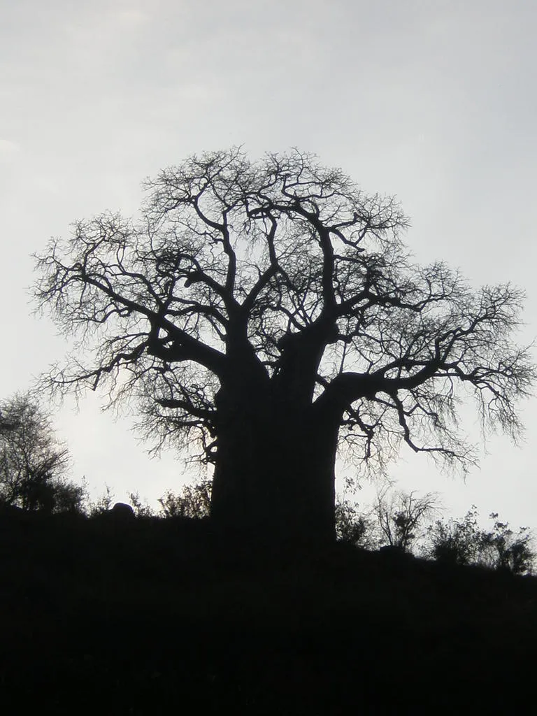 Klicka för att förstora