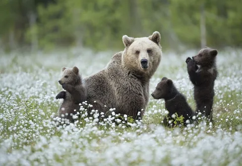 Nu lämnar björnarna sina iden