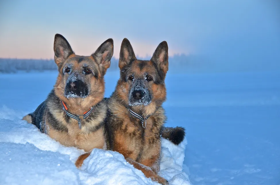 Klicka för att förstora
