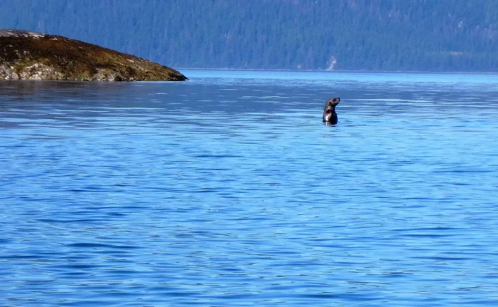 Klicka för att förstora