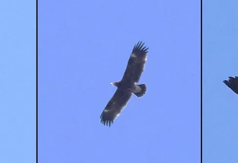 Skådardag med örnbesök