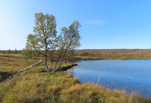 Storkluken vid Storlien 240915