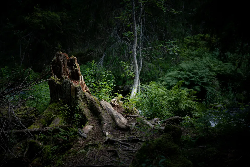 Klicka för att förstora