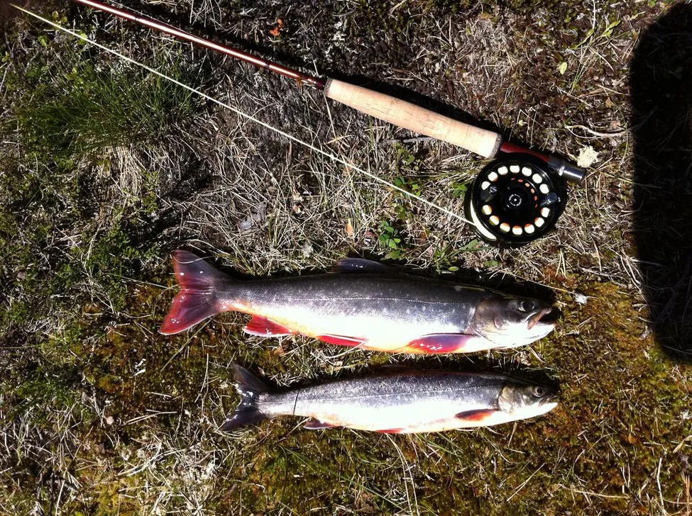 Klicka för att förstora