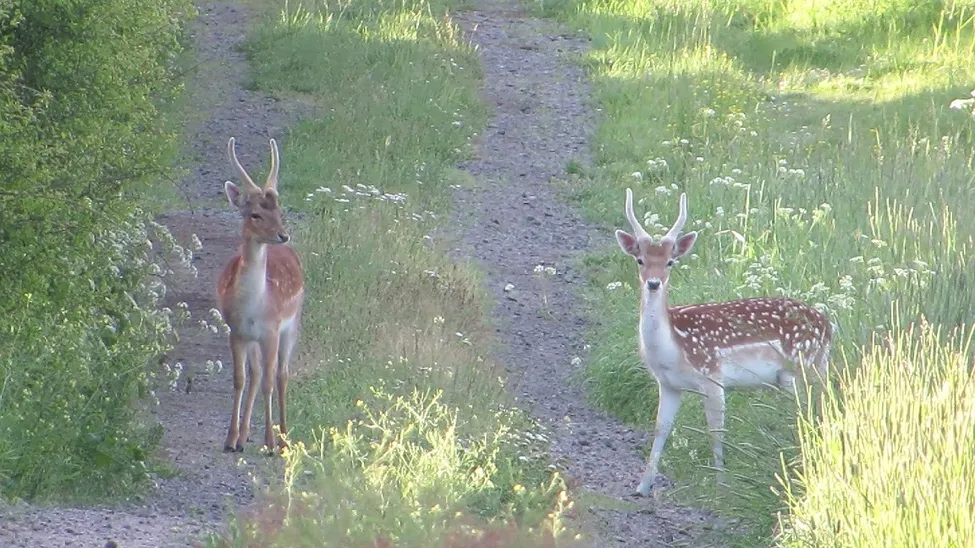 Klicka för att förstora