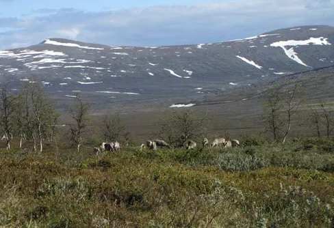 Stora utmaningar för traditionell markanvändning i fjällområdet