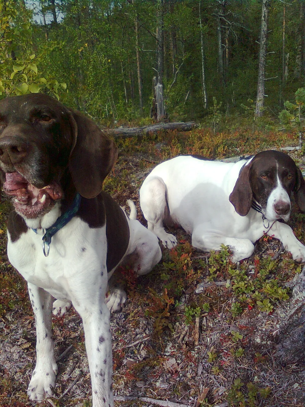 Klicka för att förstora