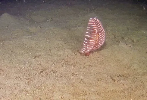 Nytt naturreservat Skånska Kattegatt