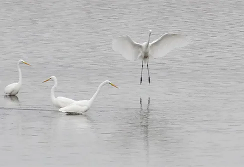 Vita hägrar på fiskafänge