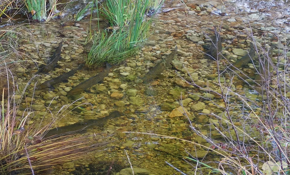 Klicka för att förstora