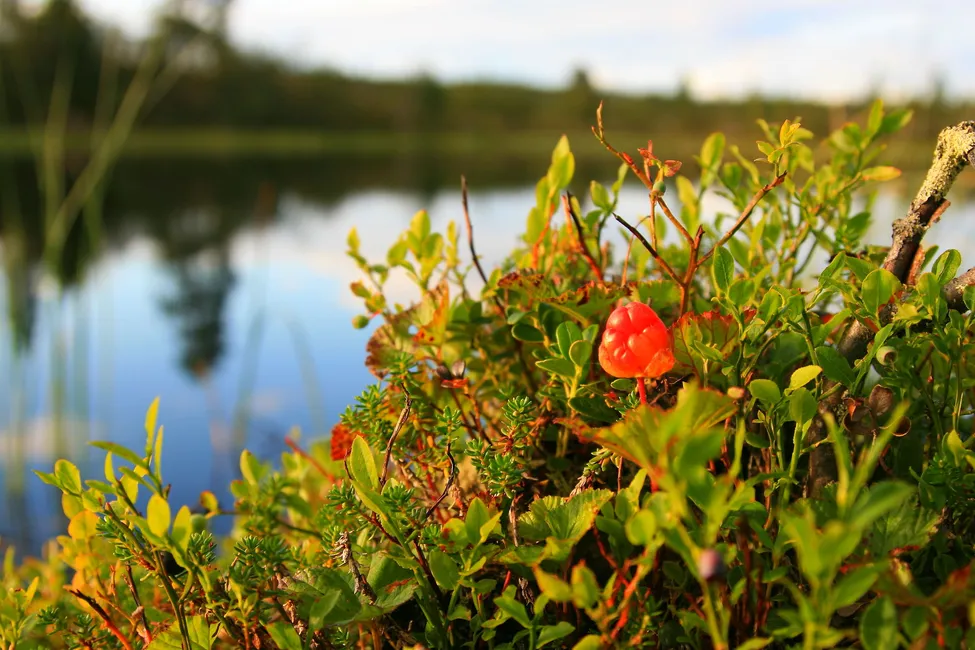 Klicka för att förstora