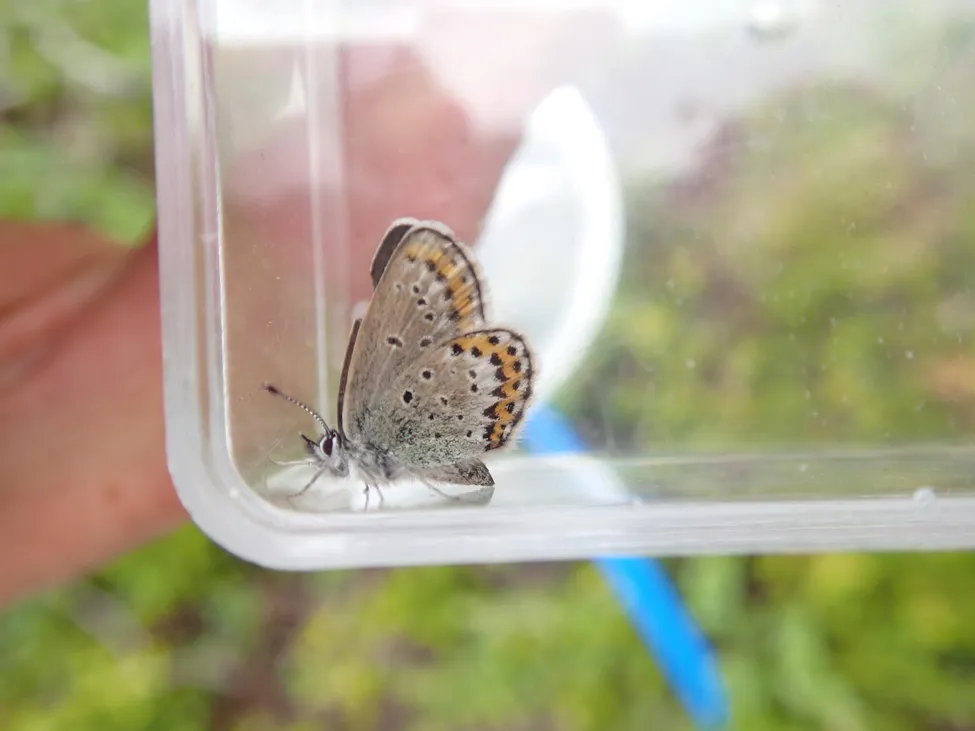 Klicka för att förstora