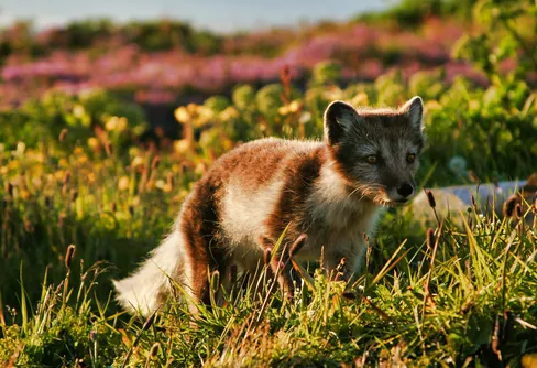 Antalet fjällrävar fortsätter att öka
