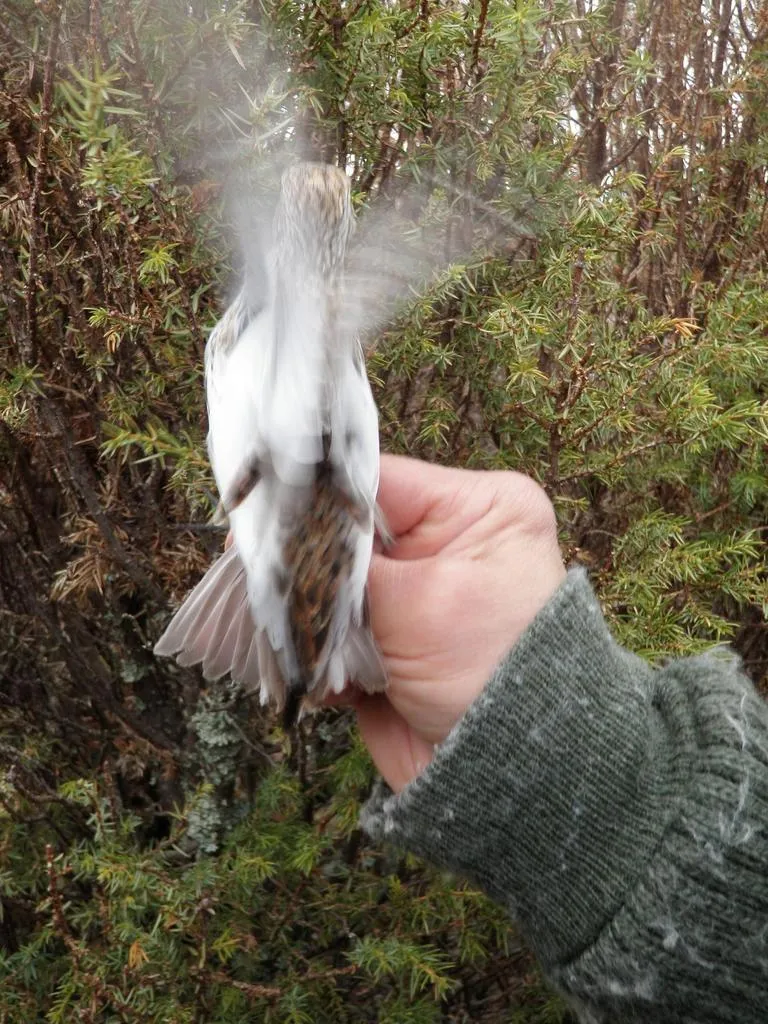 Klicka för att förstora