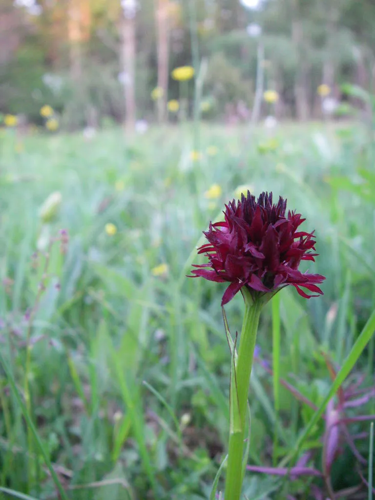 Klicka för att förstora
