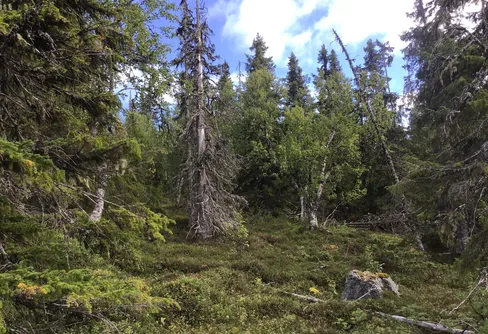 Höga naturvärden i fjällnära skogar