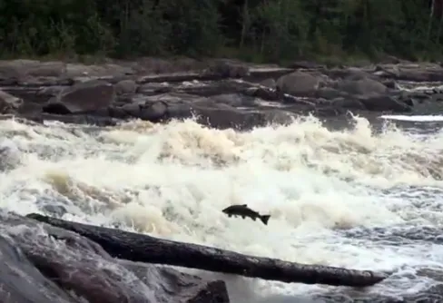 Levande lax - en kortfilm