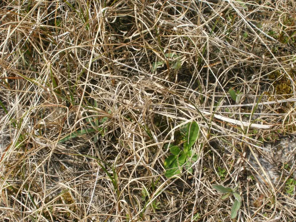 Klicka för att förstora