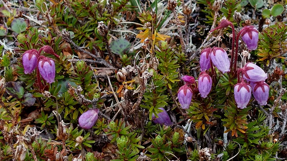 Klicka för att förstora