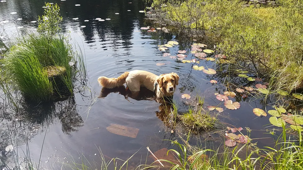 Klicka för att förstora