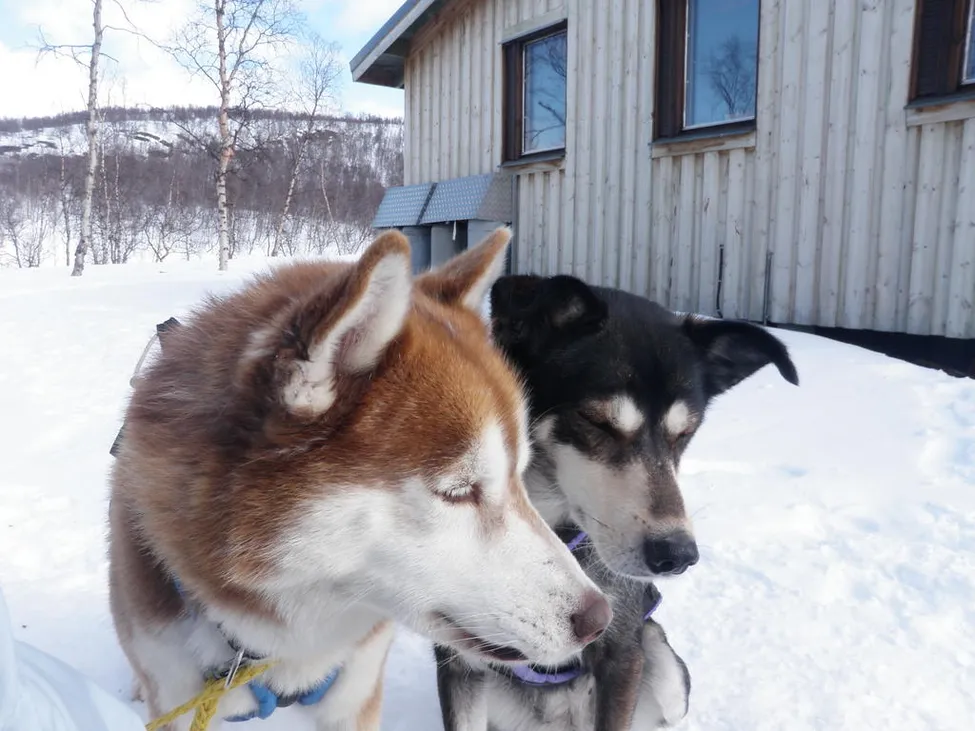 Klicka för att förstora