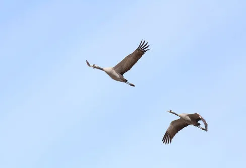 Första tranan sedd vid Hornborgasjön