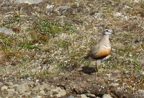 Dag 2 Trepassleden, V.Bossosglaciären och Moarhmmamassivet
