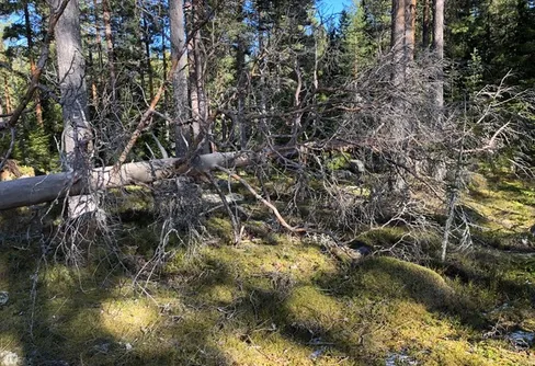 Mer skyddad värdefull natur 2019