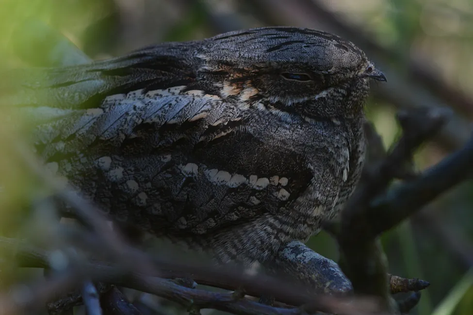 Klicka för att förstora