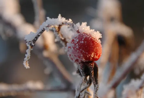 Ny fototävling! - Jul i naturen