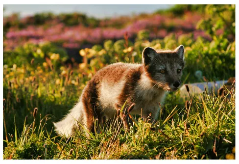 Fjällrävens status i Skandinavien